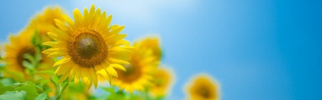 dreamdiary-sunflower